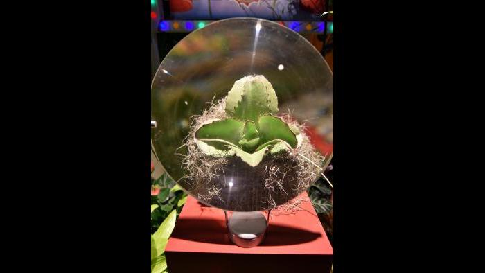 The 2017 Flower Show (Credit: Daniel Boczarski for Macy’s)