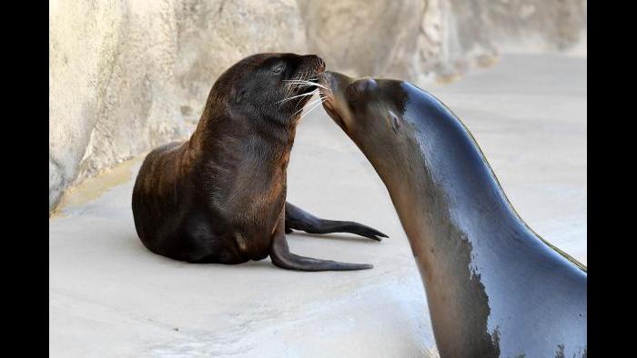 (Jim Schulz / Chicago Zoological Society)