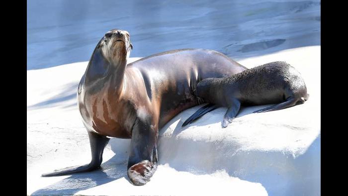 (Jim Schulz / Chicago Zoological Society)