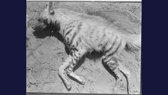 (© The Field Museum, CSZ6113, Photographer Carl Akeley.)