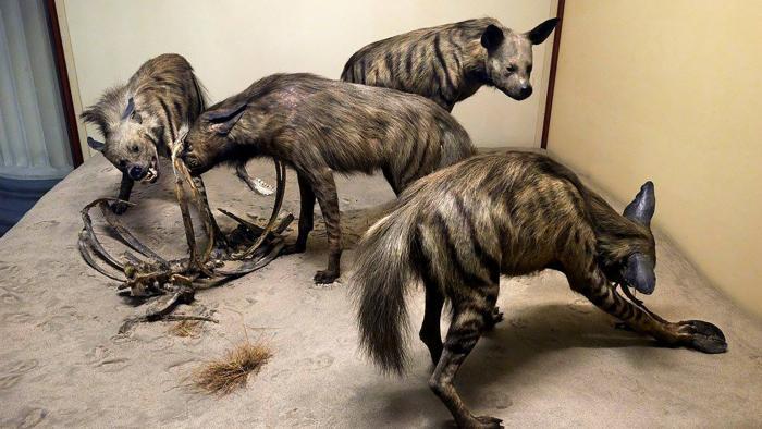 (© The Field Museum / Facebook)