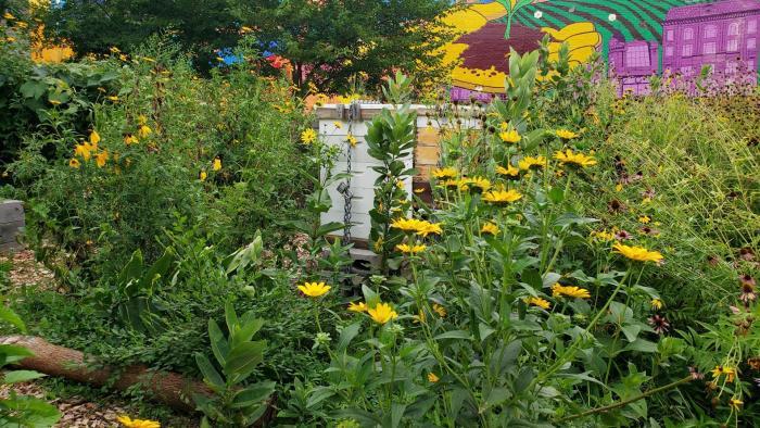 The garden's beehive is surrounded by plenty of flowers for bees to dine on. (Courtesy of El Paseo Community Garden)