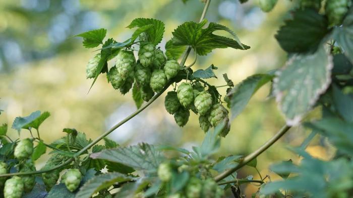 Hops grown in El Paseo garden were used by neighboring Lo Rez Brewing in the annual release, El Paseo Pale Ale. (Courtesy of El Paseo Community Garden)