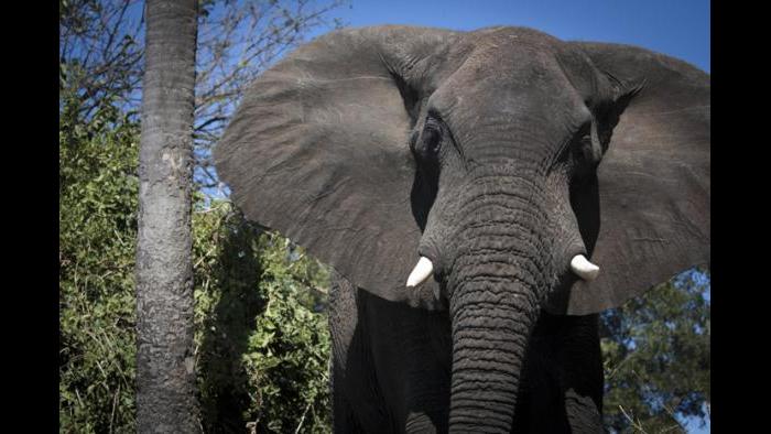 (Courtesy of the International Anti-Poaching Foundation)