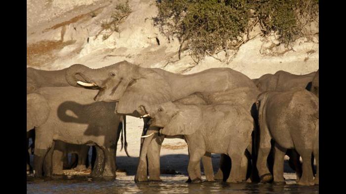 (Courtesy of the International Anti-Poaching Foundation)