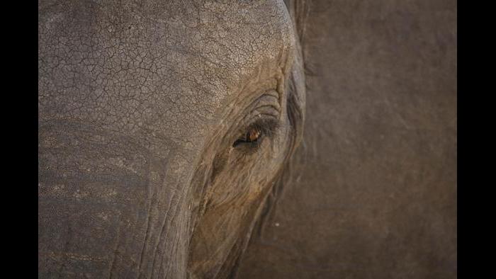 (Courtesy of the International Anti-Poaching Foundation)