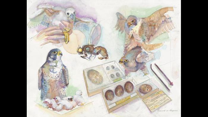 (Peggy Macnamara)