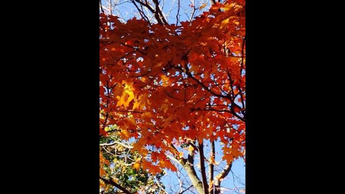 Fall leaves in Lakeview (Kristen Thometz)