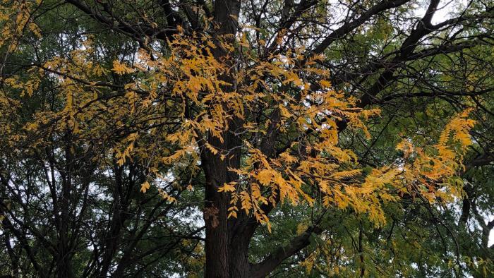 Honey locus trees are prevalent in Chicago, and exhibit a yellow-gold color in the fall. (Patty Wetli / WTTW News)