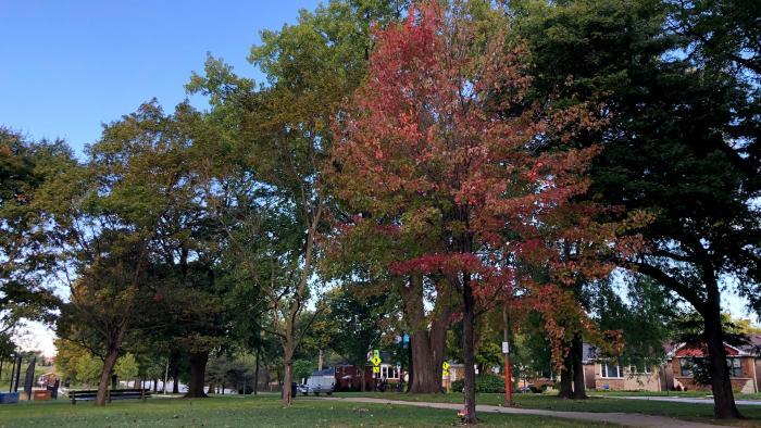 In the spring, trees collectively leaf out within days. In the fall, trees turn color on a far less predictable schedule. (Patty Wetli / WTTW News)