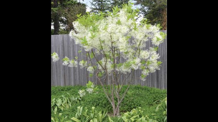 Fringe tree (Credit: Charlotte Adelman and Bernard Schwartz, Ohio University Press)
