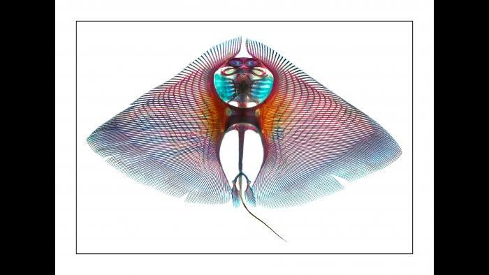 (Courtesy of the Field Museum)