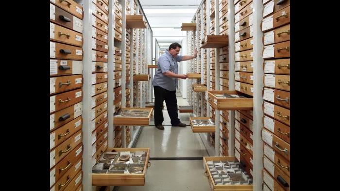 (Courtesy of the Field Museum)