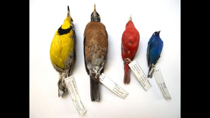 (Courtesy of the Field Museum)