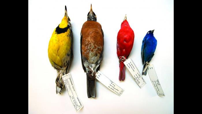 (Courtesy of the Field Museum)