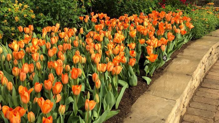Garfield Park Conservatory's "Saturation" exhibit. (Patty Wetli / WTTW News)
