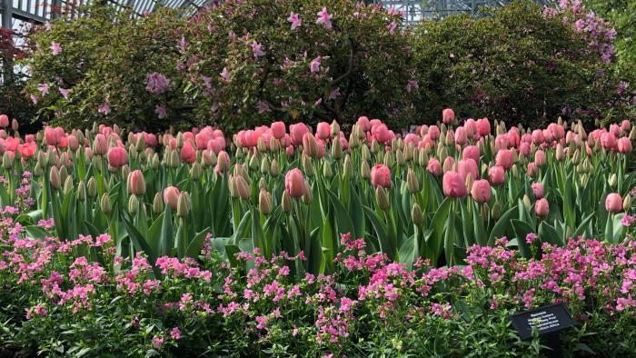 Garfield Park Conservatory's "Saturation" exhibit. (Patty Wetli / WTTW News)