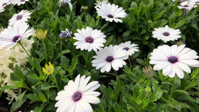 Garfield Park Conservatory's "Saturation" exhibit. (Patty Wetli / WTTW News)