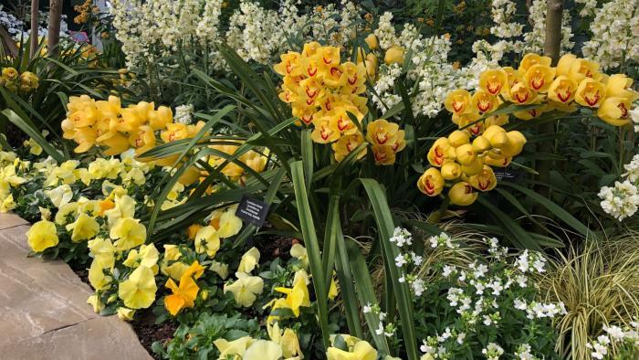 Garfield Park Conservatory's "Saturation" exhibit. (Patty Wetli / WTTW News)