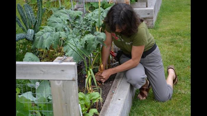 The Organic Gardener Jeanne Nolan harvests a bulb of garlic.