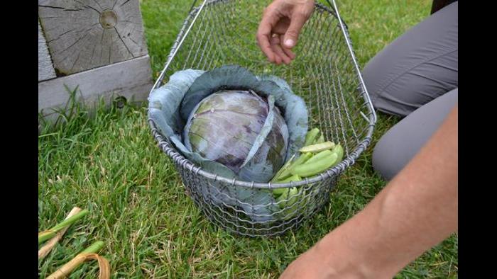 Red cabbage and sugar snap peas are placed in a harvest basket.