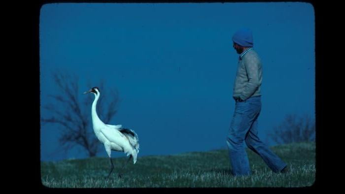 George Archibald and Tex (Photo/International Crane Foundation) 