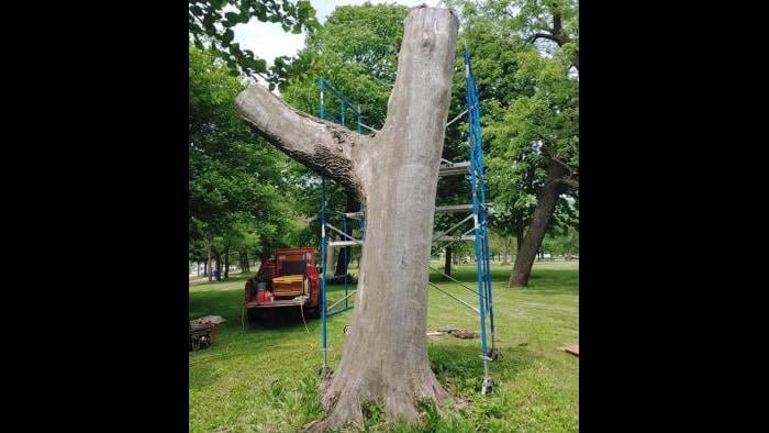 "Green Lady," before. The ash tree, in Jackson Park, was killed by the Emerald Ash Borer. (Gary Keenan)