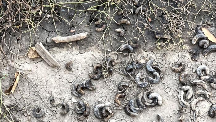 Piles of decaying beetle grubs at Lincoln Square's Welles Park. (Patty Wetli / WTTW News)