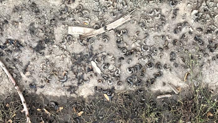 Piles of decaying beetle grubs at Lincoln Square's Welles Park. (Patty Wetli / WTTW News)