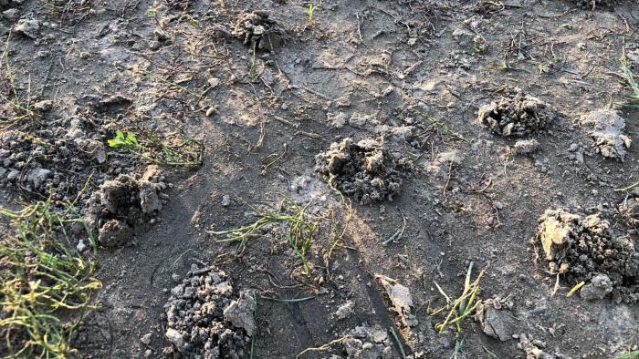 Grubs' exit holes pock mark what used to be lawn at Lincoln Square's Welles Park. (Patty Wetli / WTTW News)