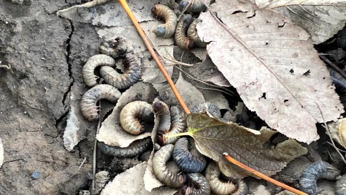 Grubs usually burrow underground during the fall and winter. Why these emerged at Welles Park is a mystery. (Patty Wetli / WTTW News)