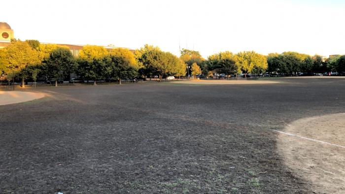 A beetle grub infestation has turned Welles Park into a barren landscape. (Patty Wetli / WTTW News)