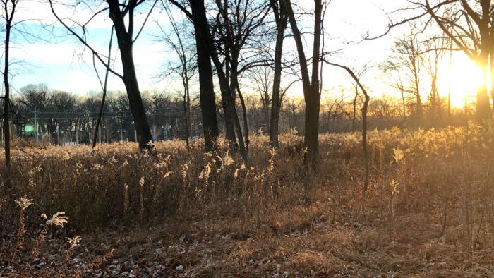 Golden hour at Harms Woods. (Patty Wetli / WTTW News)