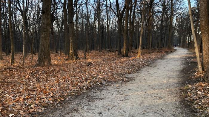 A popular nature trail in Harms Woods, across from the Carvana site. (Patty Wetli / WTTW News)