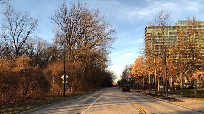 Woods Drive in Skokie is the dividing line between Harms Wood on the left and development on the right. (Patty Wetli / WTTW News)