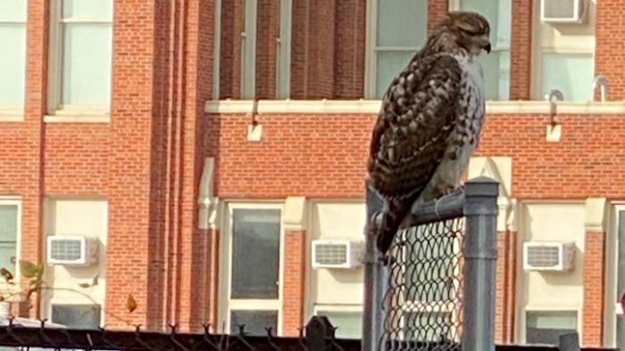 Red-tailed hawk, spotted Nov. 21, 2020, in Roscoe Village. (Courtesy of Greta Pearl)