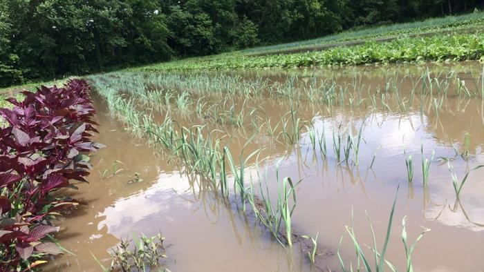 Flooding is becoming a regular occurrence at Henry's Farm, due to climate change. (Seasons of Change on Henry's Farm / Facebook) 