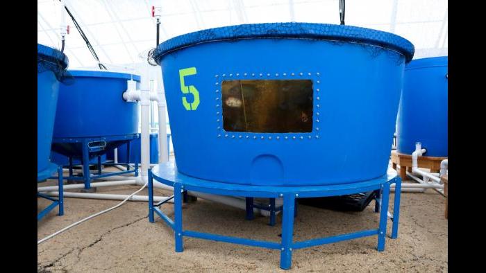Baby tilapia are ordered from a supplier in Louisiana. Because the fish are moved to different tanks as they grow, Kant said he's able to examine each individual fish and therefore notice any irregularities quickly. (Evan Garcia)