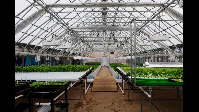 “Aquaponics is a model that focuses a little more on the plants than the fish,” Kant said. (Evan Garcia)