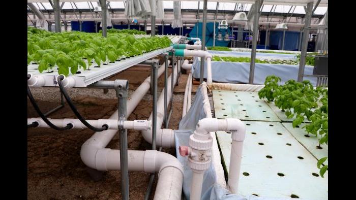 Water re-circulates through the fish tanks and crops via these PVC pipes Kant and Funke assembled themselves. (Evan Garcia)