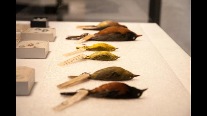 (Courtesy of the Field Museum)