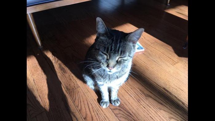 Mix enjoys a sun-warmed spot in the apartment on a frigid day. (Submitted by Rebecca Palmore)