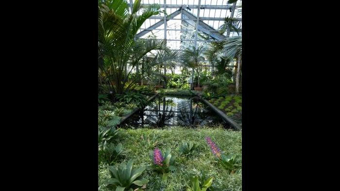 Chicago Park District's Garfield Park Conservatory is open and warm! (Submitted by Tim Later)