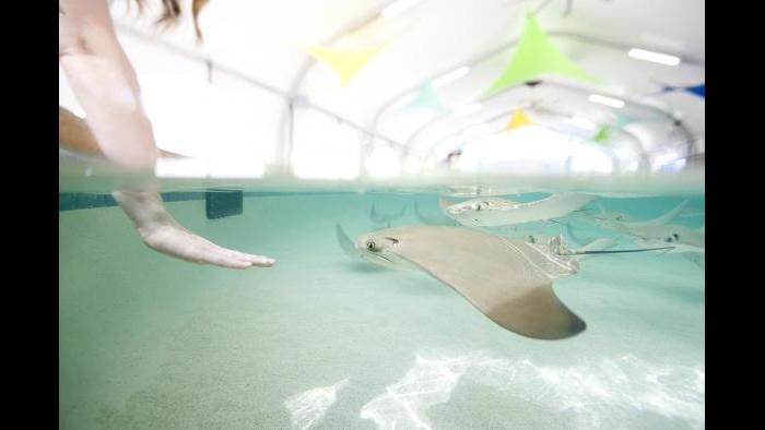 (Courtesy of Shedd Aquarium)