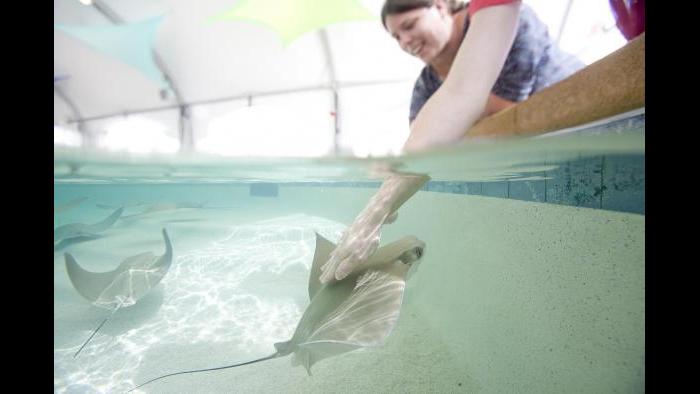 (Courtesy of Shedd Aquarium)