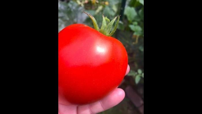 Watching the eclipse in my backyard through a freshly picked garden tomato! In Oak Park, Illinois. (Submitted by: Ann Flood)