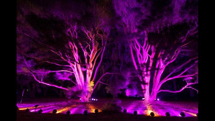 (Courtesy of the Morton Arboretum)