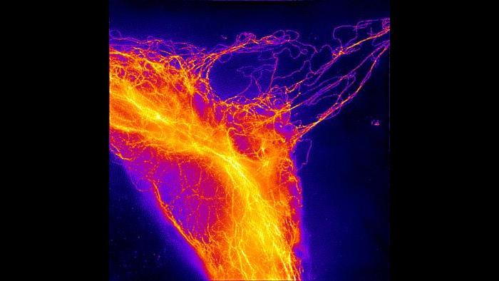 Honorable mention: “Waltz of the Filaments” by Jennifer Davis. 