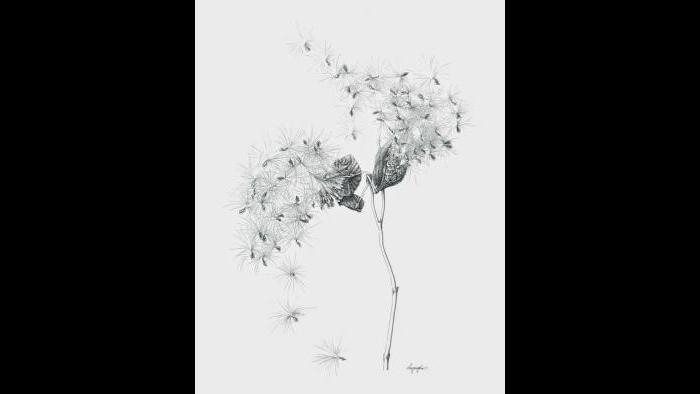 Common milkweed (Asclepias syriaca) in ink (Heeyoung Kim)