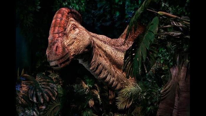 (Courtesy of The Field Museum)